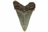 Serrated Angustidens Tooth - Megalodon Ancestor #302036-1